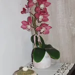 Gio.ele メレンドゥーニョ